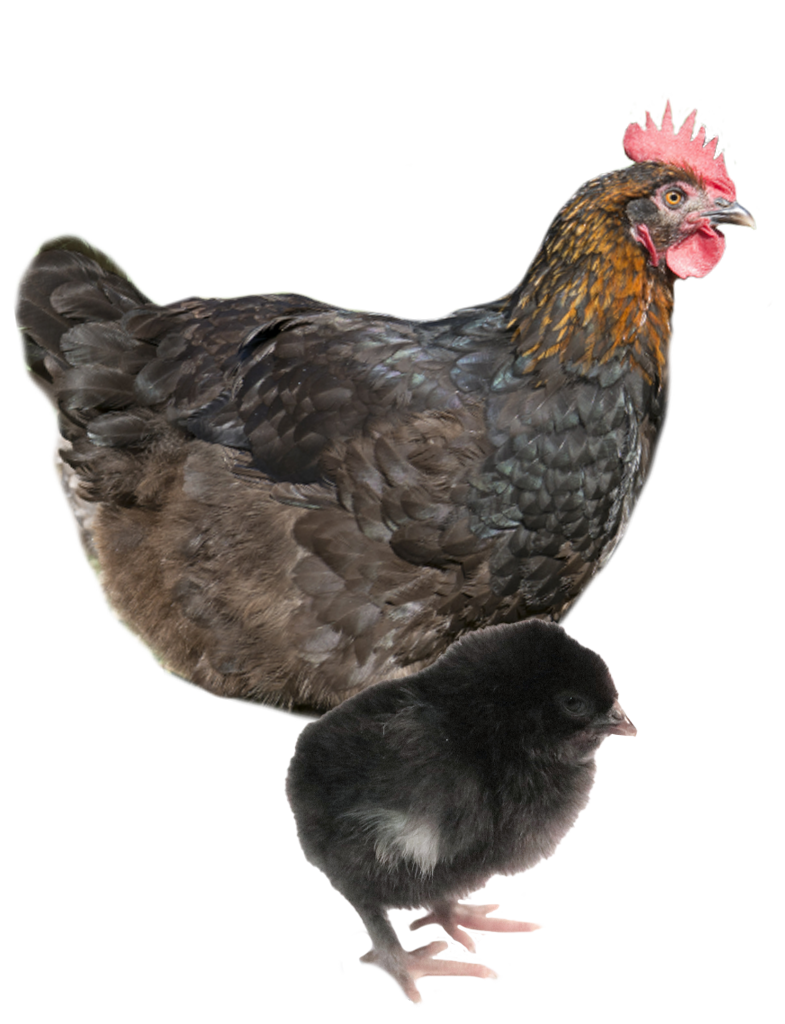 French Black Copper Maran hen and chicks