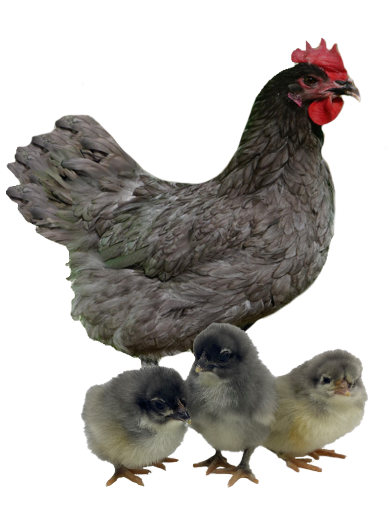 French Blue Copper Maran hen and chicks