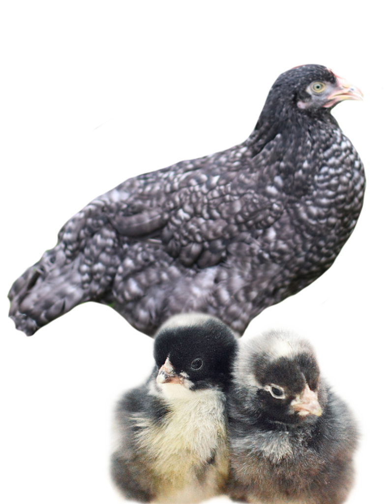 French Cuckoo Maran hen and chicks