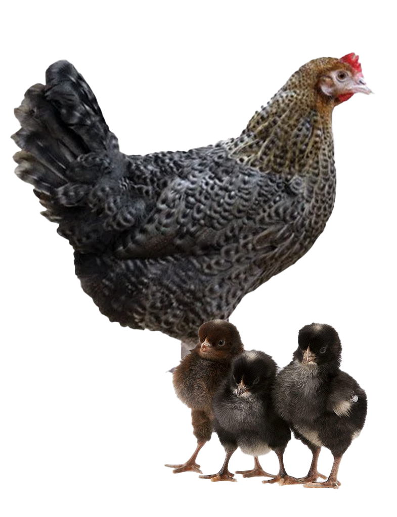 Blue Jersey Giant hen and chicks