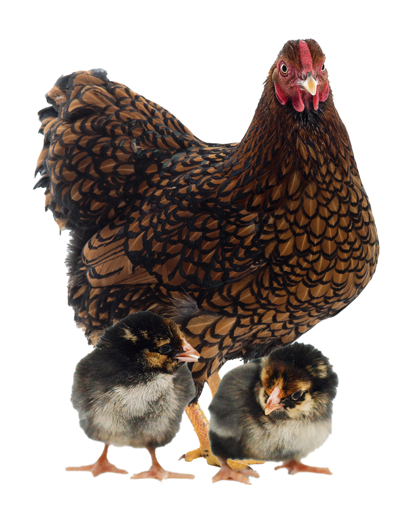 golden laced wyandotte hen and chicks