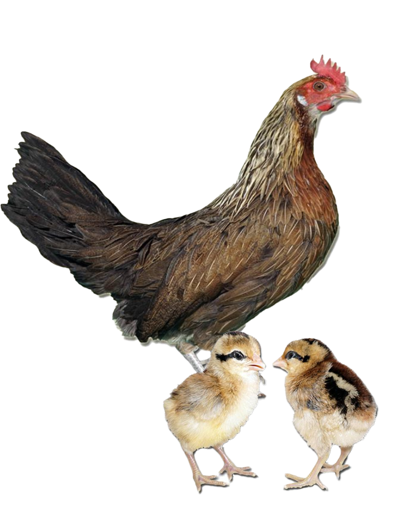Blue Jersey Giant hen and chicks