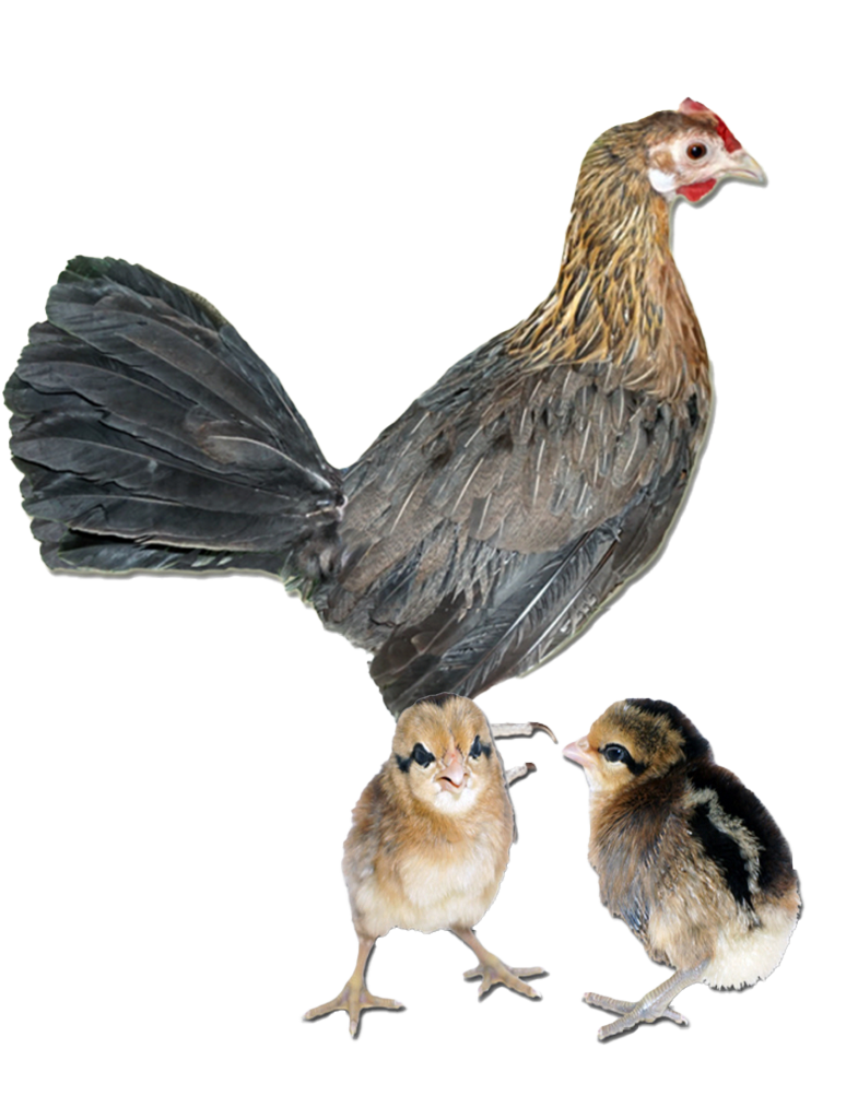 Blue Jersey Giant hen and chicks