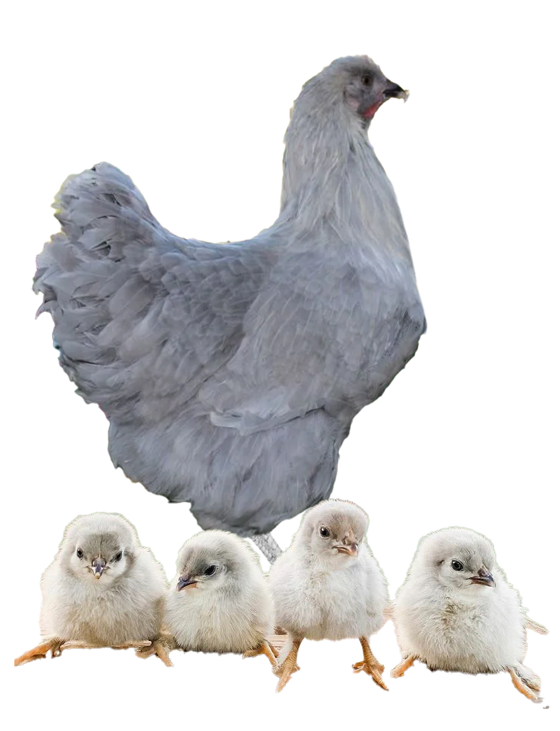 Blue Jersey Giant hen and chicks