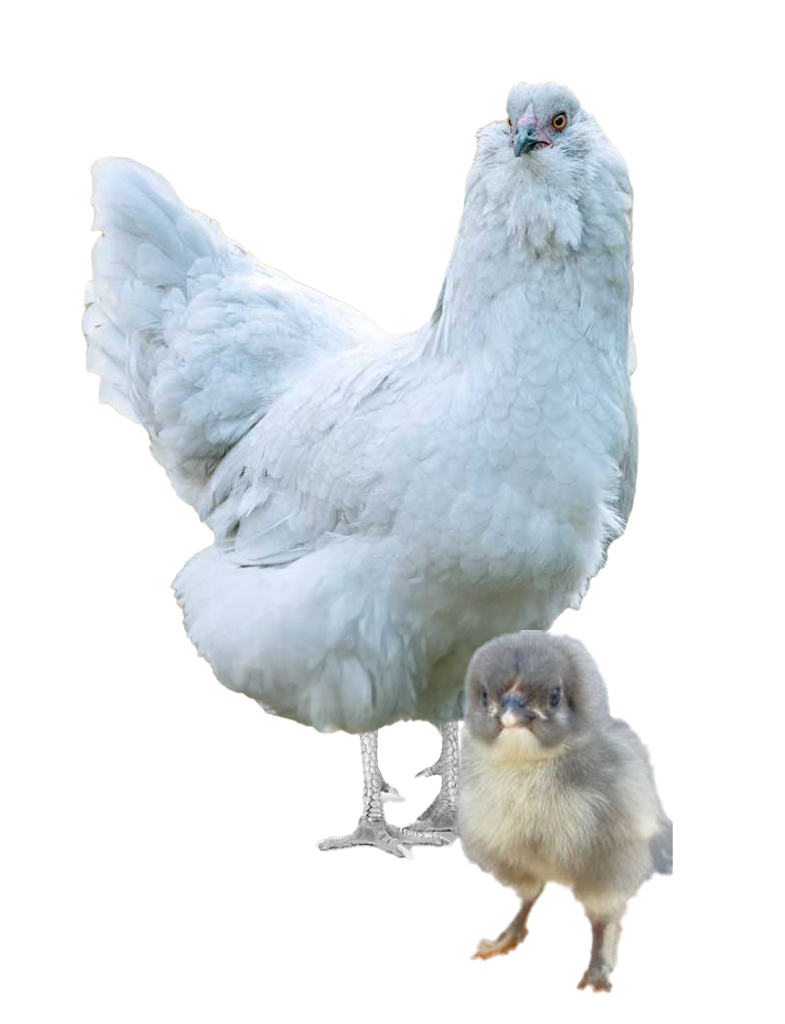 Blue Jersey Giant hen and chicks
