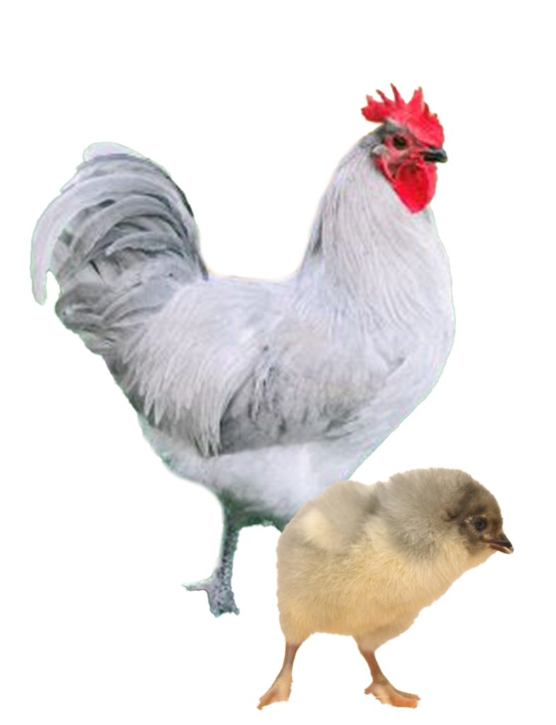 Lavender Orpington hen and chicks