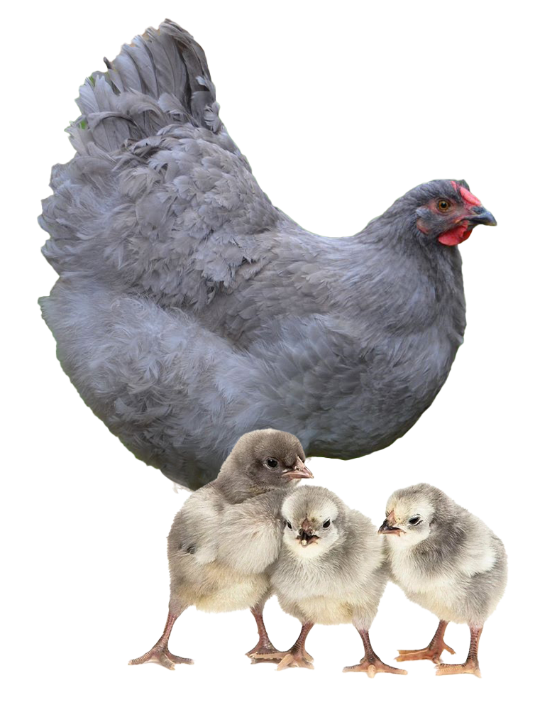Blue Jersey Giant hen and chicks