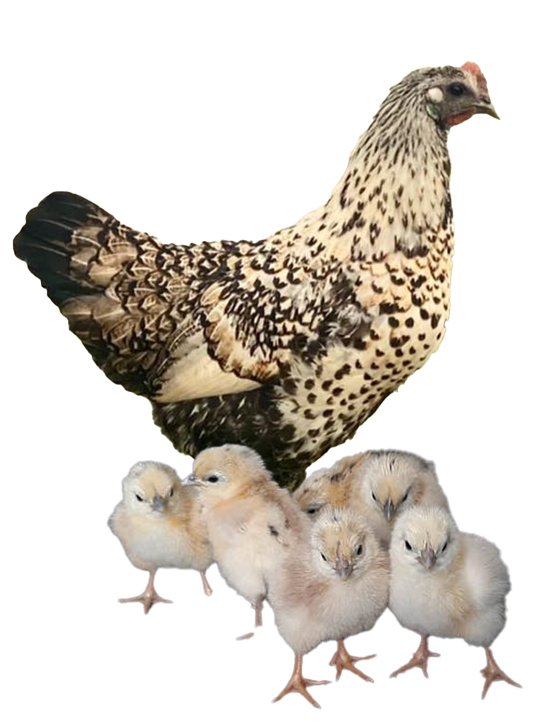 Blue Jersey Giant hen and chicks