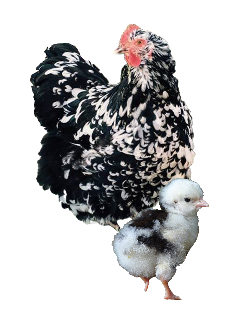 Blue Jersey Giant hen and chicks