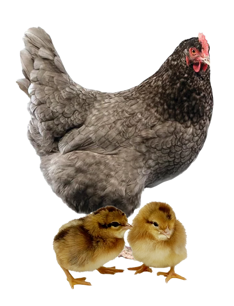 olive egger hen and chicks