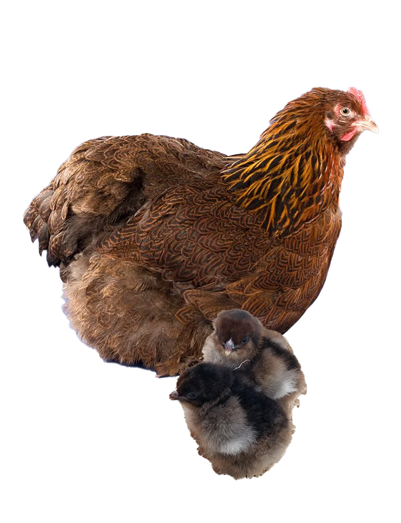 Partridge cochin hen and chick