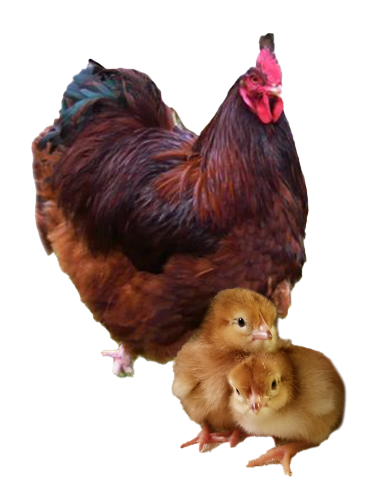 Blue Jersey Giant hen and chicks
