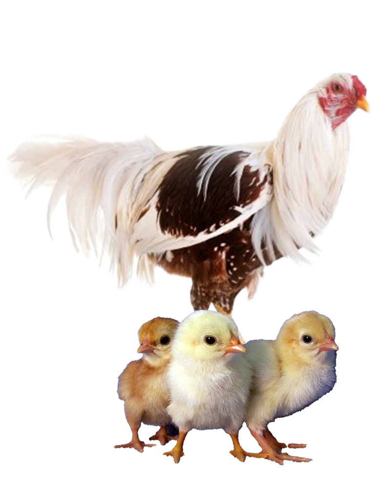 Blue Jersey Giant hen and chicks