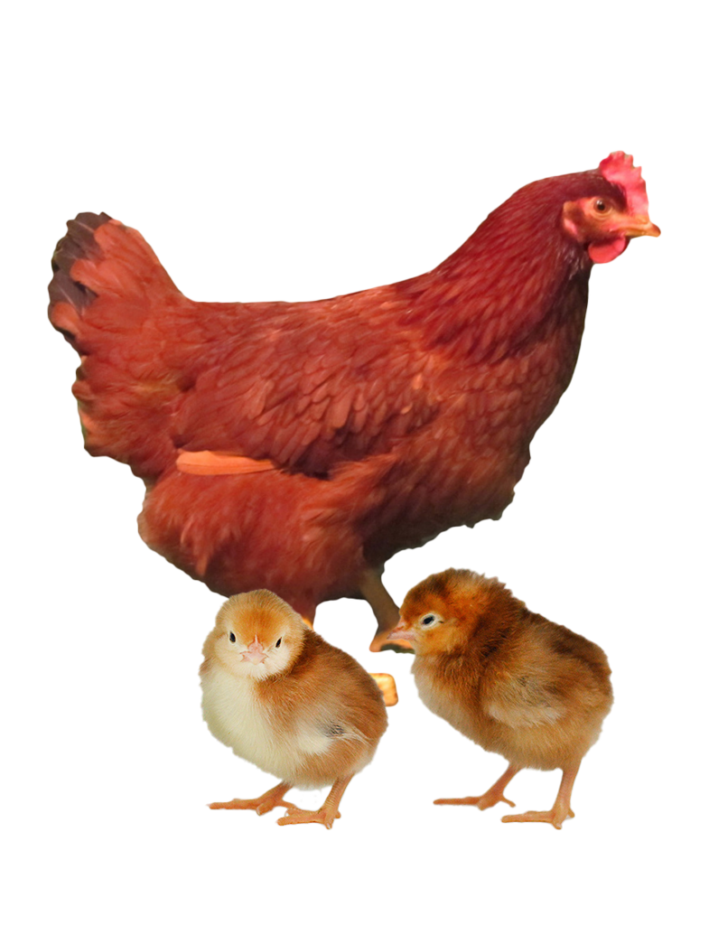 rhode island red hen and chicks