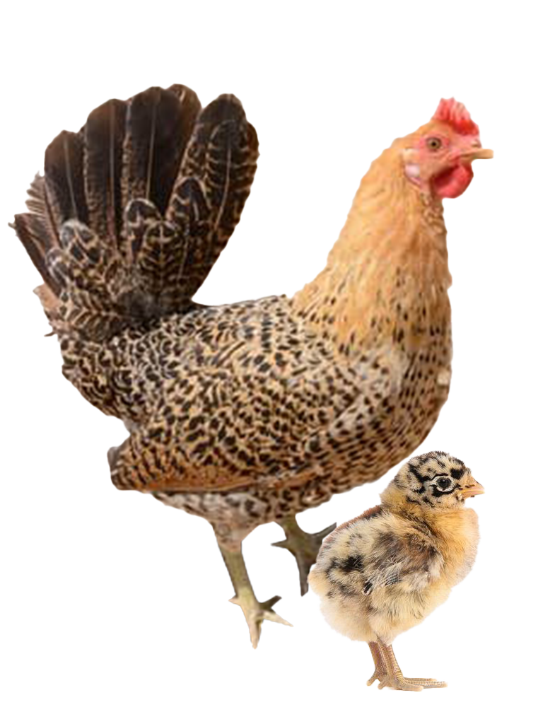 Blue Jersey Giant hen and chicks