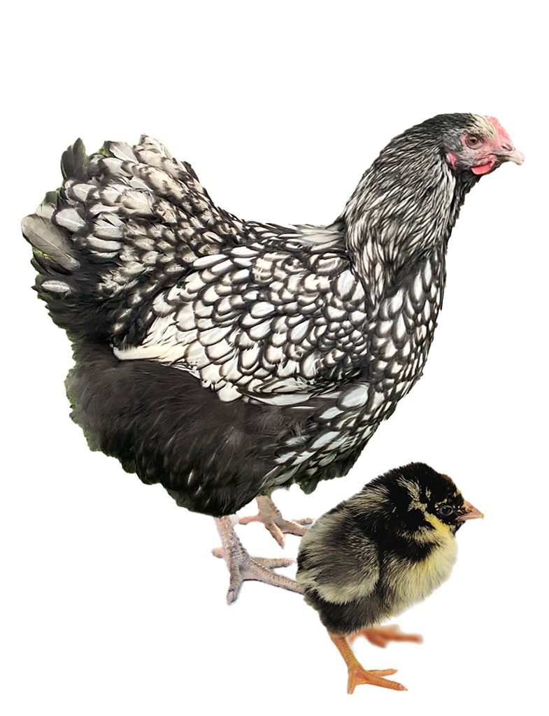 Blue Jersey Giant hen and chicks