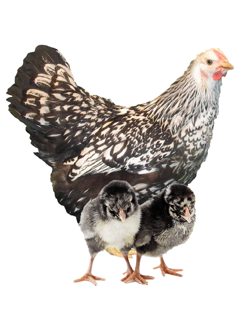 silver laced wyandotte hen and chicks