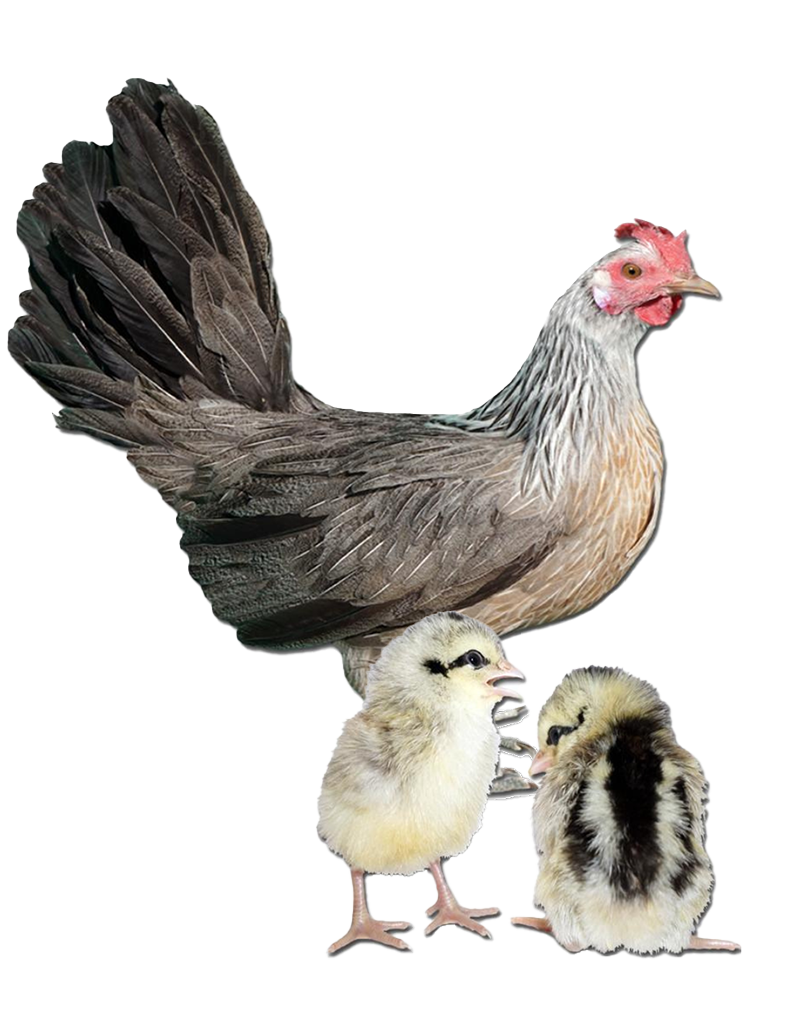 Blue Jersey Giant hen and chicks