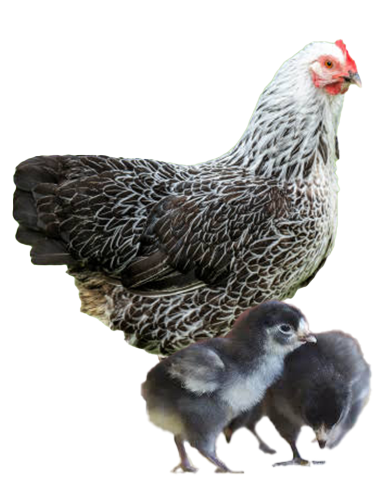 Blue Jersey Giant hen and chicks