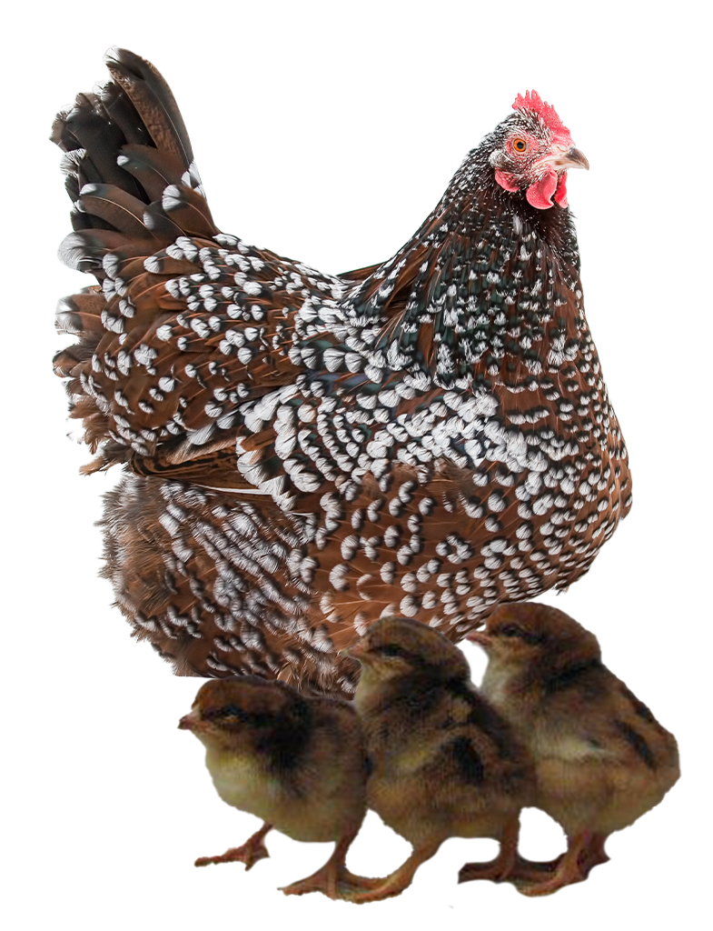Blue Jersey Giant hen and chicks