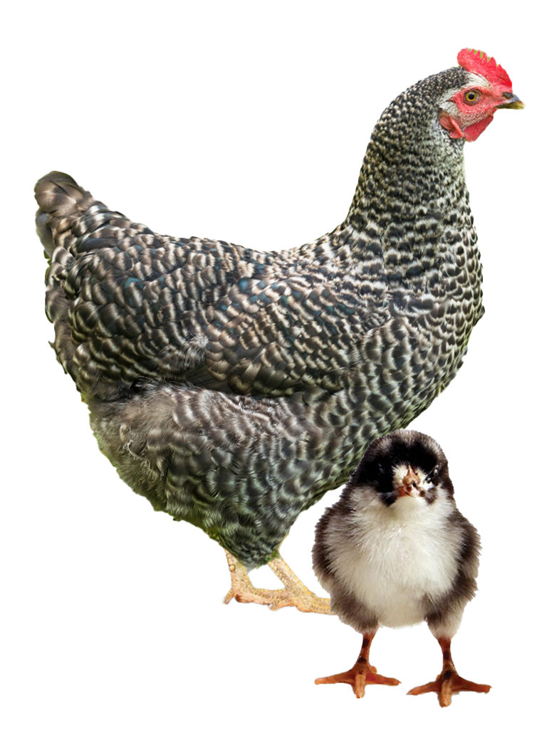 Blue Jersey Giant hen and chicks