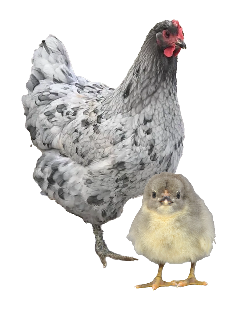 Blue Jersey Giant hen and chicks