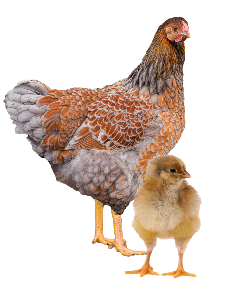 Blue Jersey Giant hen and chicks