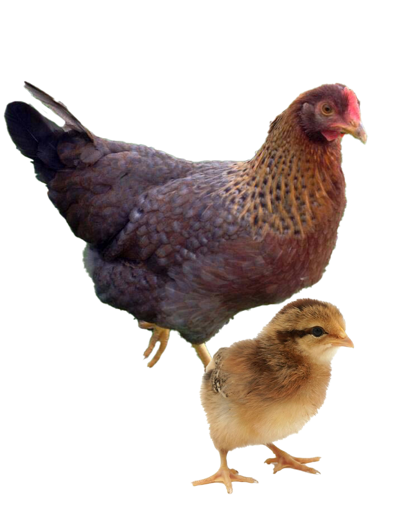 Welbar hen and chicks