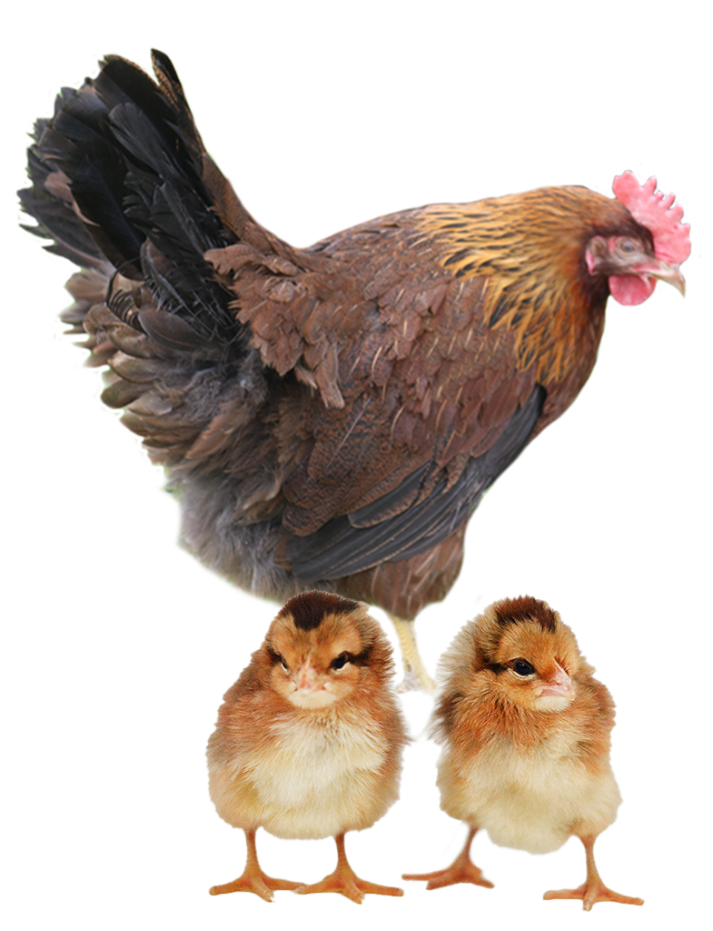 Blue Jersey Giant hen and chicks
