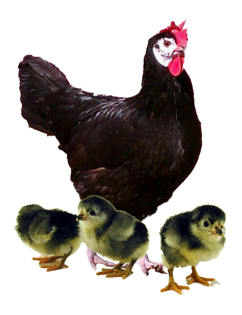 Blue Jersey Giant hen and chicks