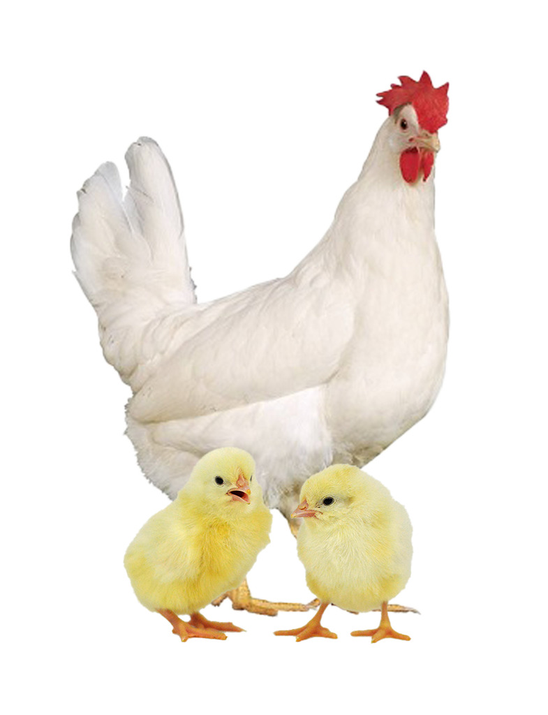 white leghorn hen and chicks