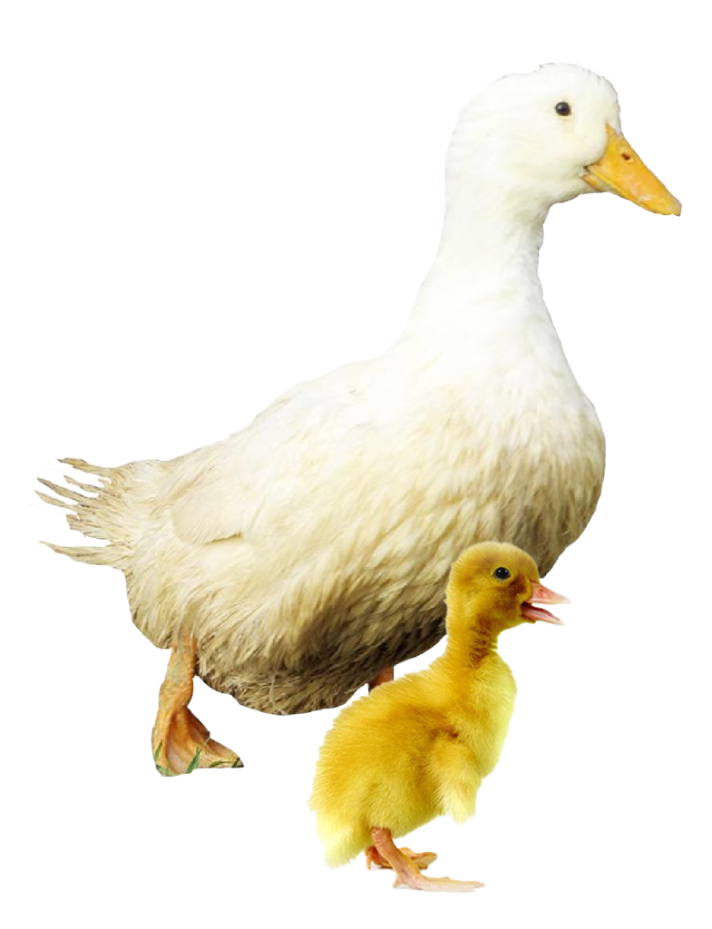 white pekin and ducklings