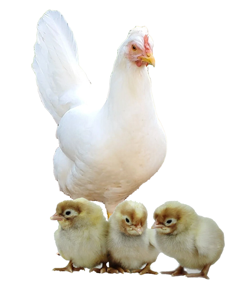 Blue Jersey Giant hen and chicks