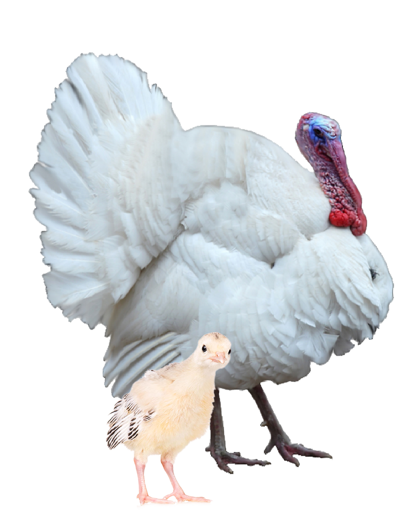 White turkey and chick