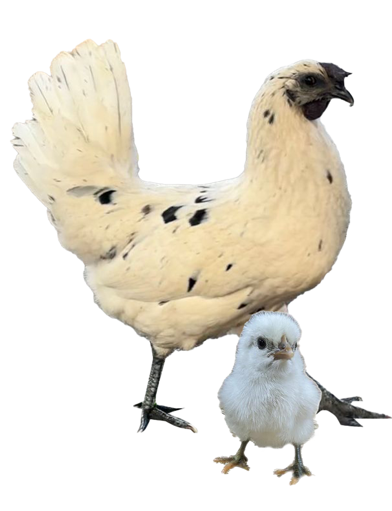 Blue Jersey Giant hen and chicks